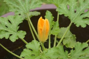 Zucchini für den Balkon und die Terrasse