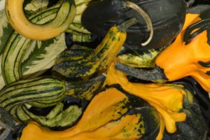 Zucchini mehrfarbig
