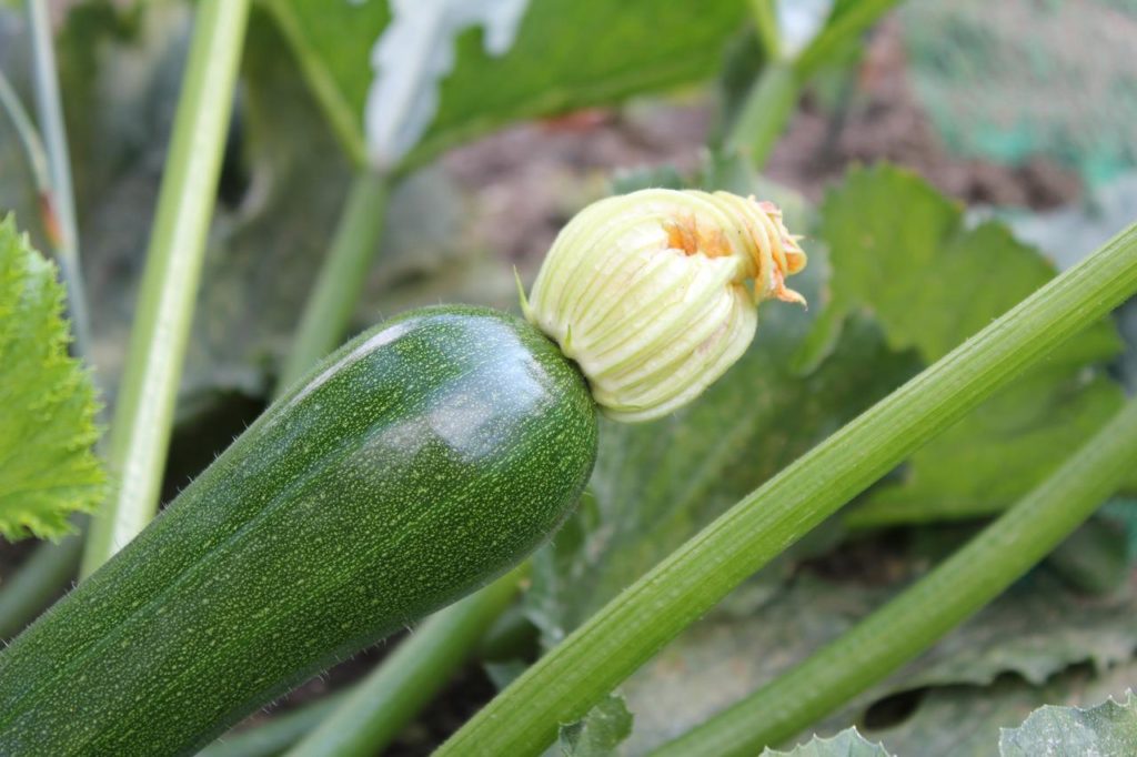Zucchini bekommt keine Früchte - Ursachen & Tipps