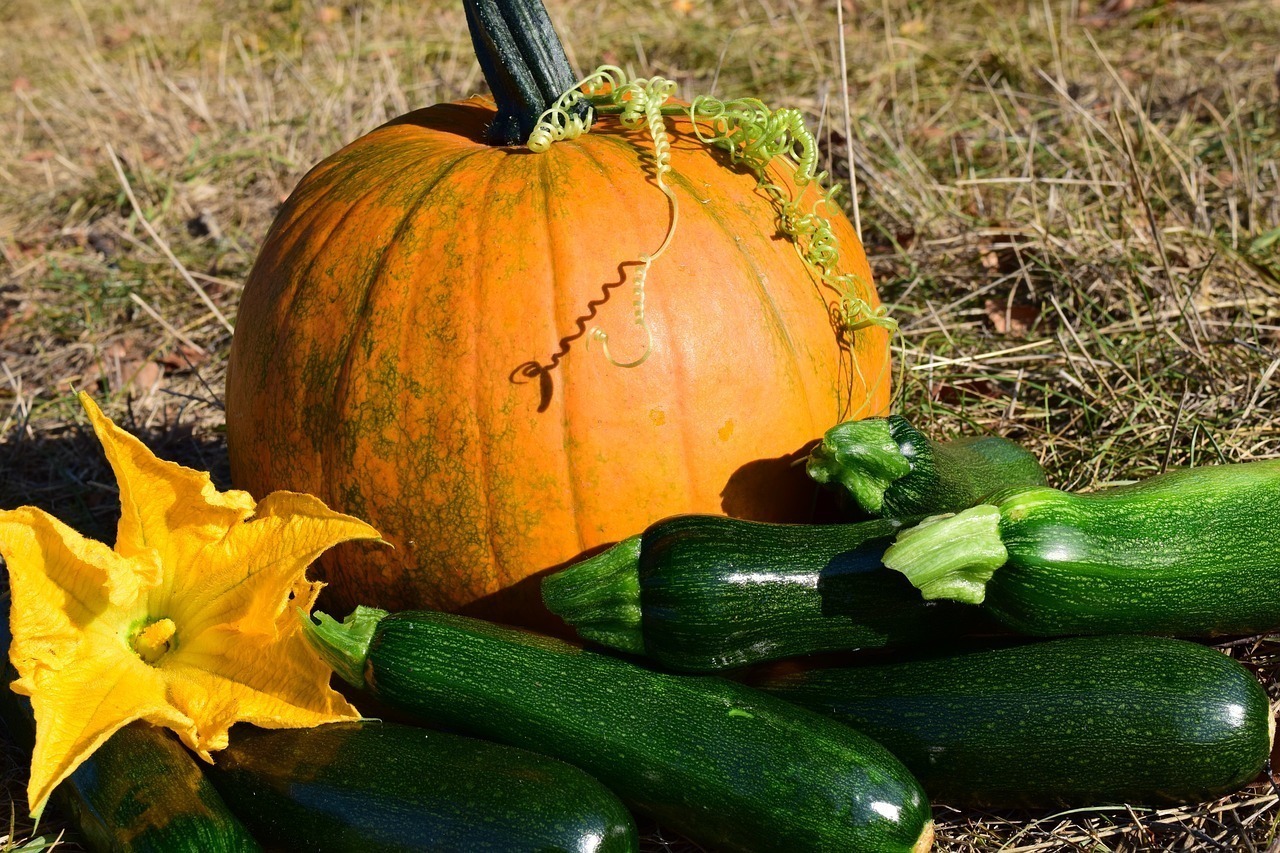 Unterschied zwischen Zucchini und Kürbis