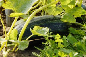 Zucchini pflegen und Ernten - Tipps