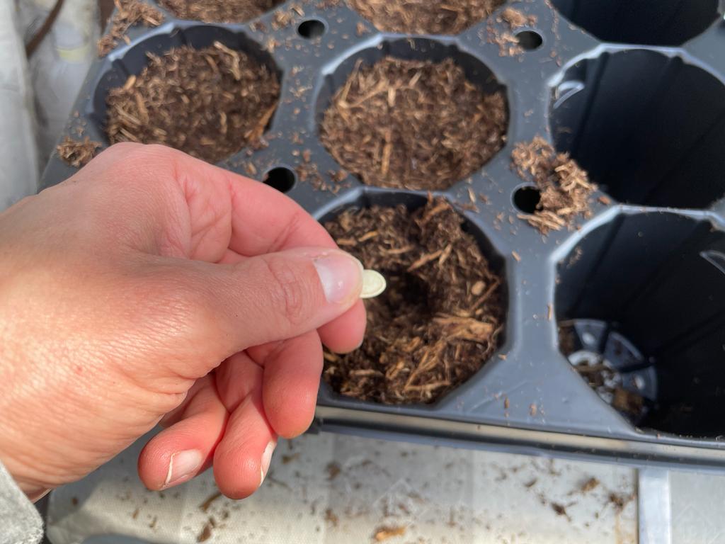 Zucchini Samen in Anzuchtplatte geben - Zucchini vorziehen
