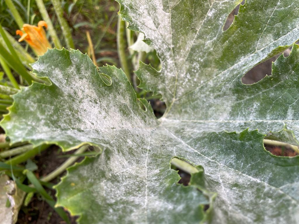 Mehltau auf Zucchini bekämpfen - Hausmittel